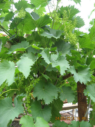 daca nu vor fi evenimente neplacute. - 3 ARBUSTI FRUCTIFERI SI ORNAMENTALI