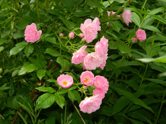 DSCN9476 - 2 MAI 2013