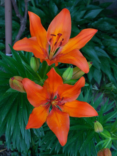 DSCN9596 - 2 MAI 2013