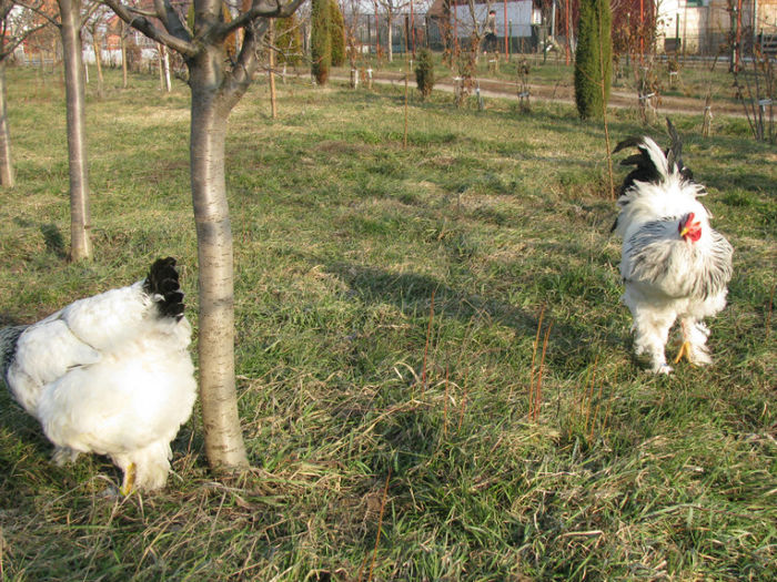 IMG_5838 - Herminat Deschis