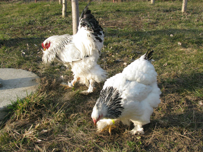 IMG_5844 - Herminat Deschis