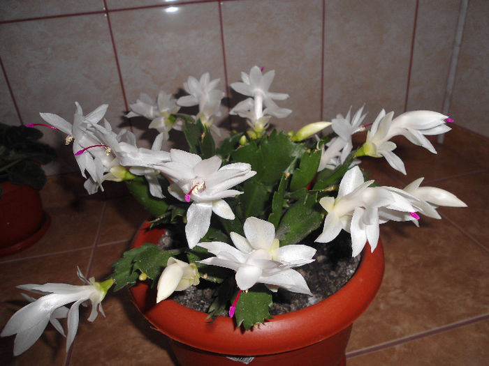 schlumbergera - flori de apartament 2013