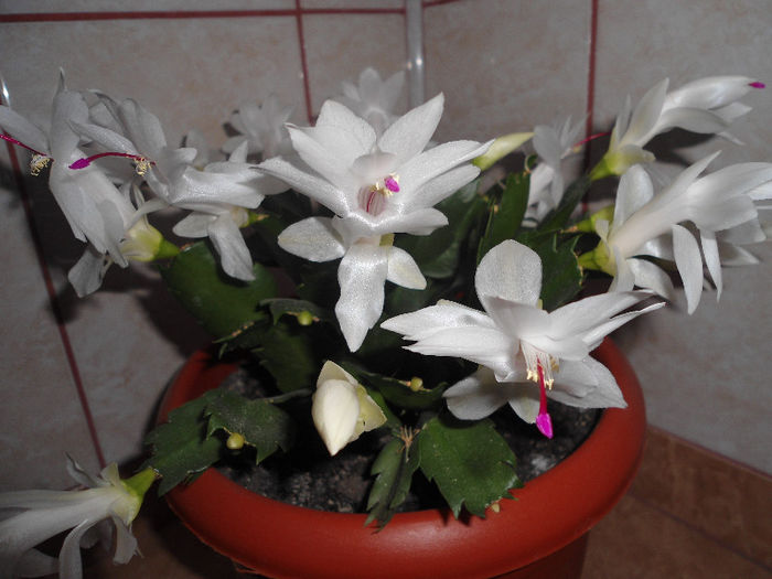 schlumbergera - flori de apartament 2013