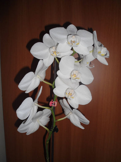 Orhidee 12 - orhidee 2013
