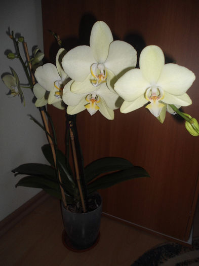 Orhidee 13