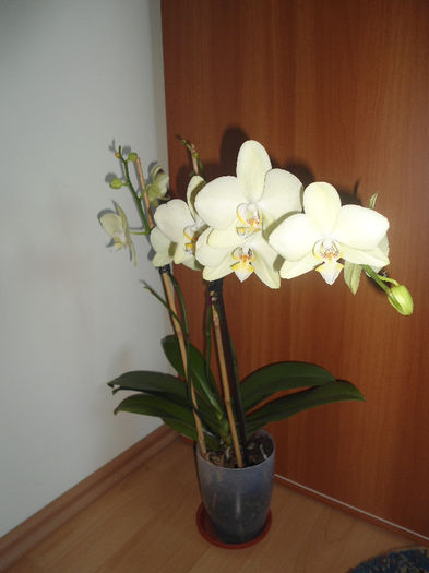 Orhidee 14