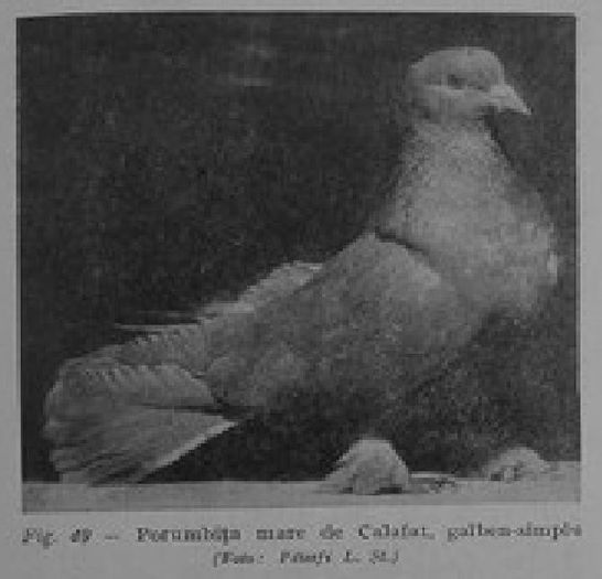 Calafetean Mare - 1 2  Porumbei mari de Calafat