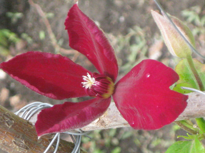 IMG_1983 - A    Inflorire CLEMATIS 2013  westerplatte