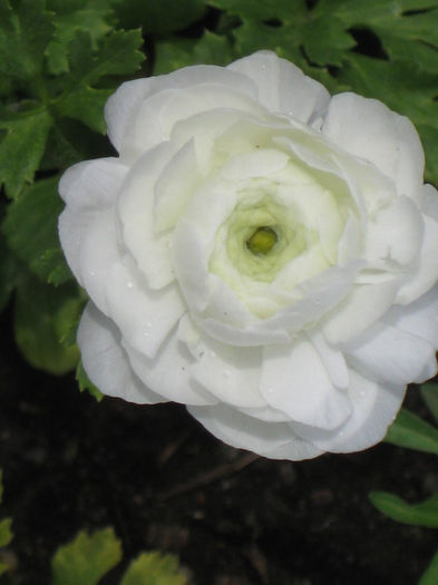 IMG_1987 - Ranunculus