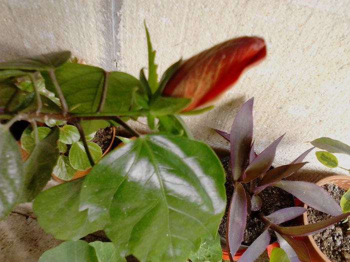 IMG_20130526_163311 - 2013