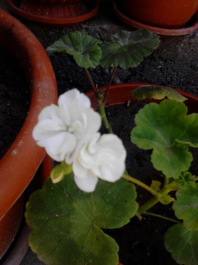 IMG_20130526_141320 - 2013