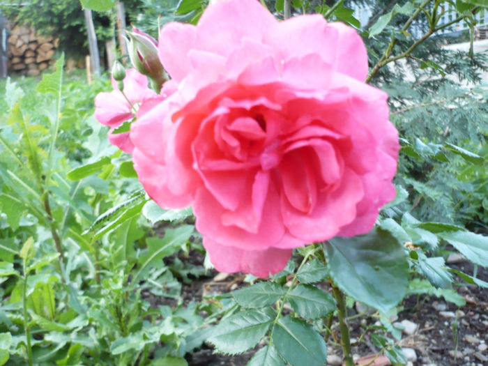 rosarium uetersen - trandafiri 2013