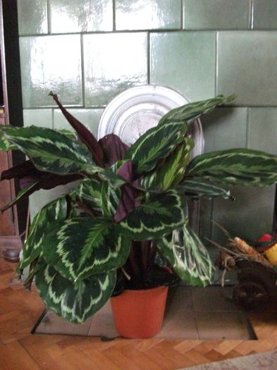 Picture 1808 - Calathea