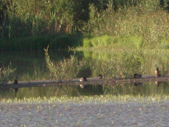 LACUL CODRILOR ALBASTRU