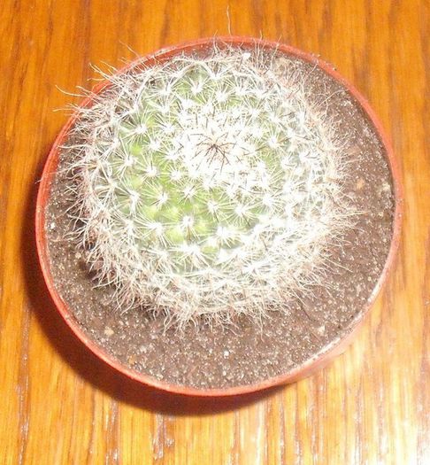 Mammillaria