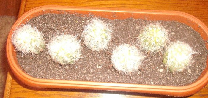 DSCF9529 - Cactusi si suculente 2013