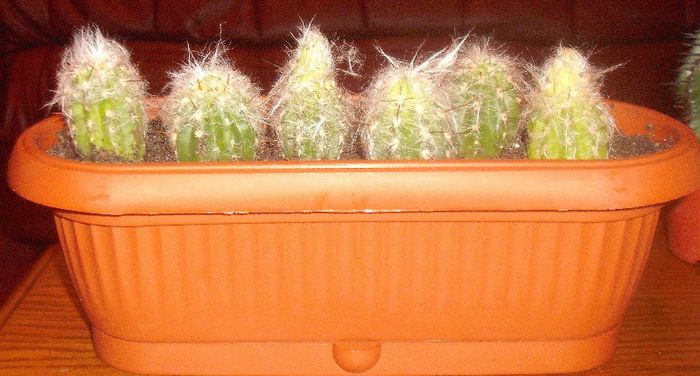 DSCF9528 - Cactusi si suculente 2013
