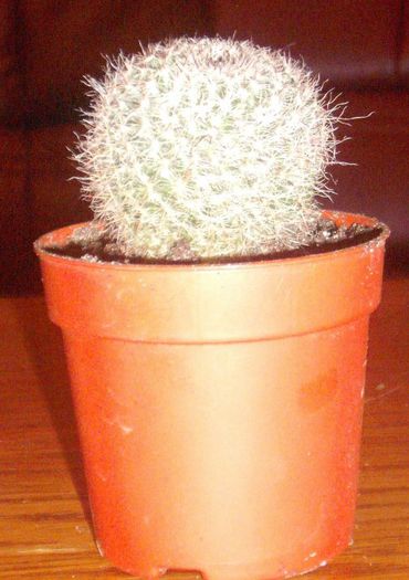 Mammillaria