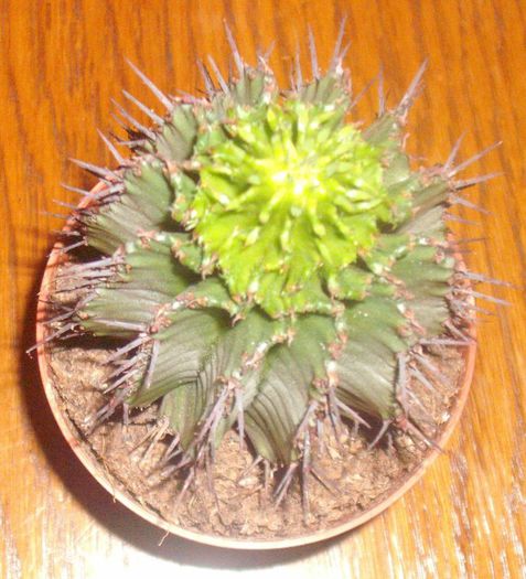 DSCF9525 - Cactusi si suculente 2013