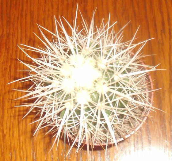 DSCF9521 - Cactusi si suculente 2013