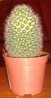 DSCF9522 - Cactusi si suculente 2013