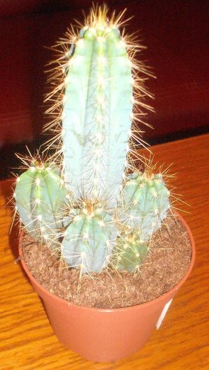 cereus peruvianus