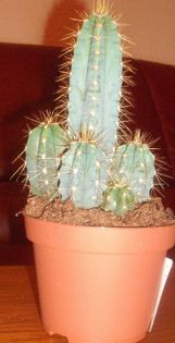 cereus peruvianus