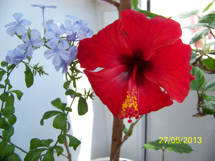 436_9895 - Rosario Red
