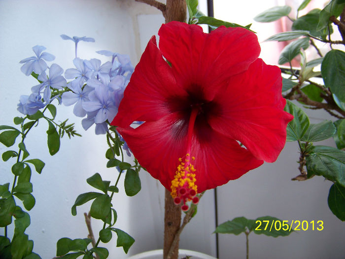 436_9893 - Rosario Red