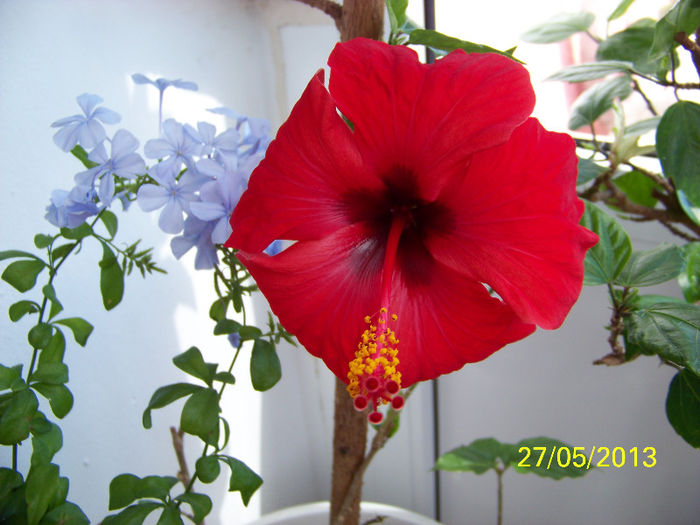 436_9894 - Rosario Red