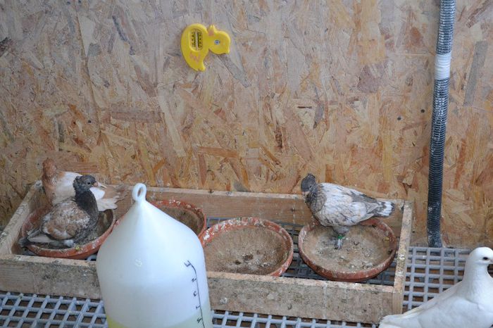 DSC_0005 - Blondineti Pui 2013