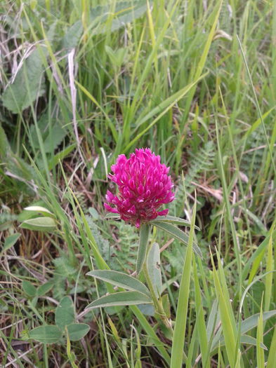 2013-05-26 17.10.59 - Plante in mediul lor