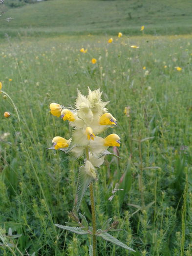 2013-05-26 16.58.23 - Plante in mediul lor