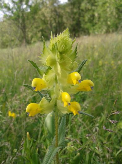 2013-05-26 16.32.53 - Plante in mediul lor