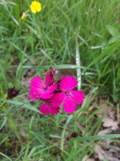 2013-05-26 16.50.06 - Plante in mediul lor