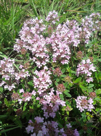 2013-05-26 12.02.58 - Plante in mediul lor