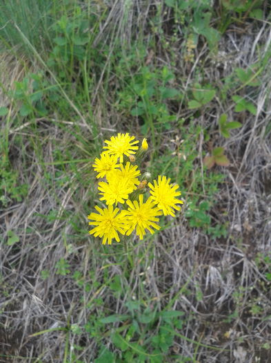 2013-05-26 11.58.50 - Plante in mediul lor