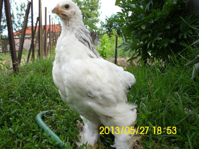 Brahma Herminat Deschis La 1 Luna < Nu sunt de vanzare >; Brahma Herminat Deschis La 1 Luna &lt; Nu sunt de vanzare &gt;
