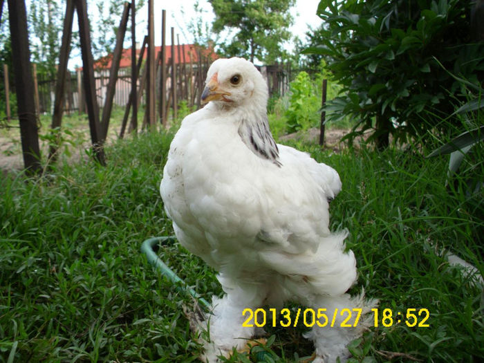 Brahma Herminat Deschis La 1 Luna; Brahma Herminat Deschis La 1 Luna
