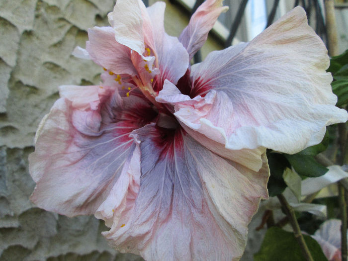 hibiscus - sfarsit de mai 2013