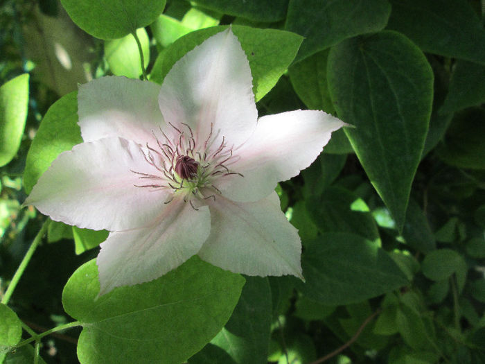 clematis - sfarsit de mai 2013