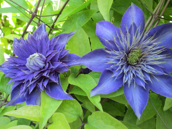 clematis - sfarsit de mai 2013