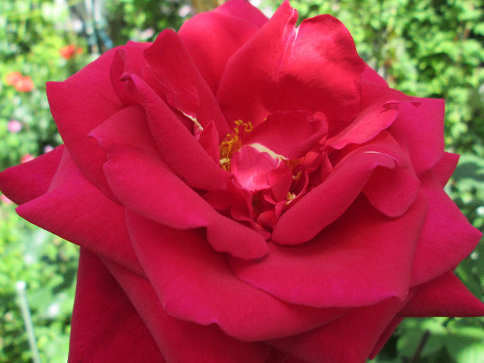 trandafir - sfarsit de mai 2013