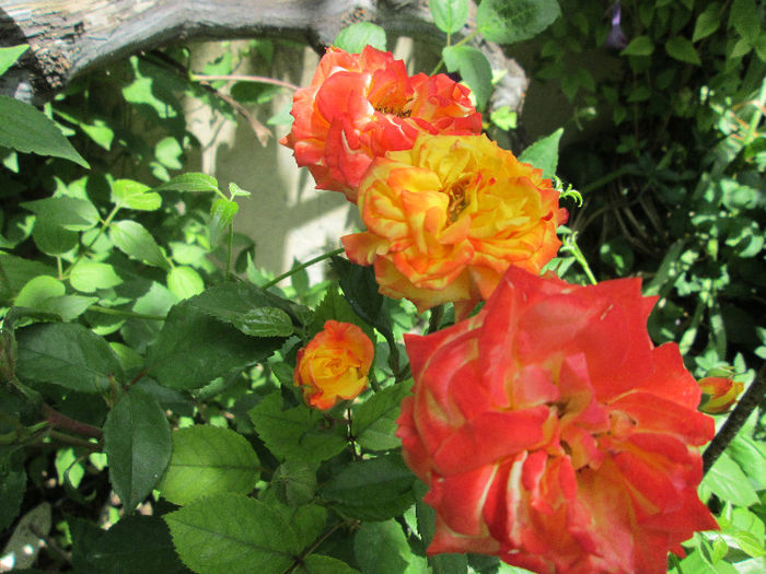 trandafir cu modificare de culoare - sfarsit de mai 2013