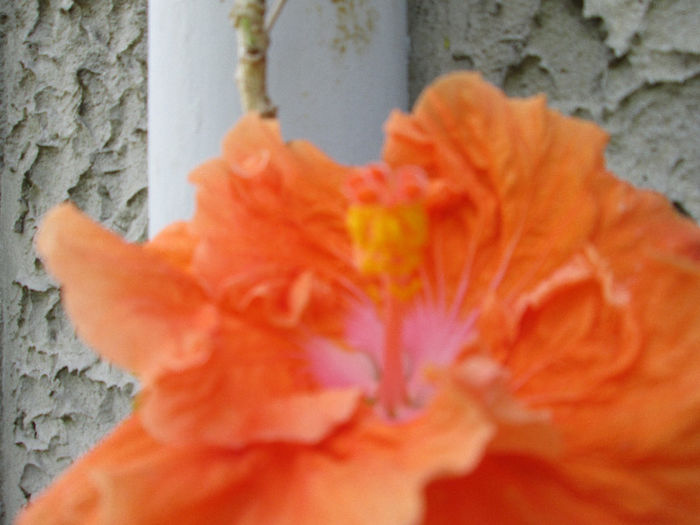 hibiscus partial - sfarsit de mai 2013