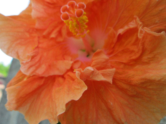 hibiscus partial 3