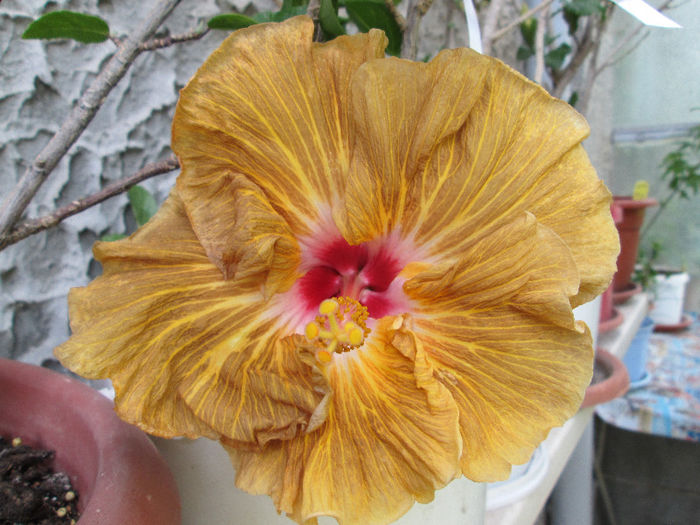 hibiscus