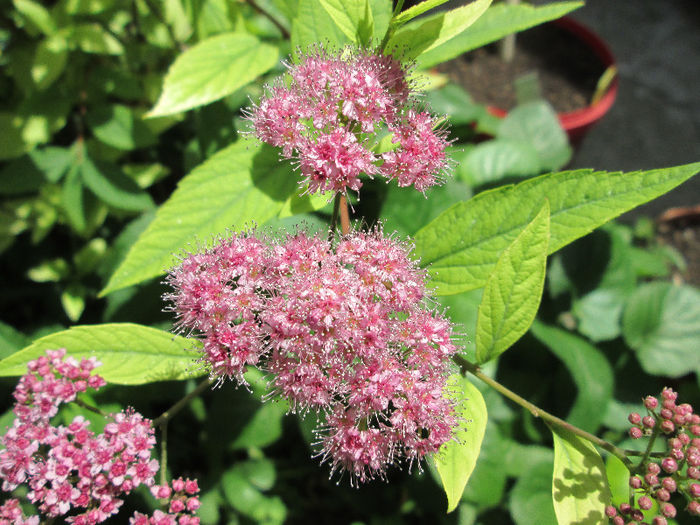 spirea - sfarsit de mai 2013