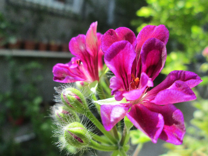 muscata curgatoare - sfarsit de mai 2013