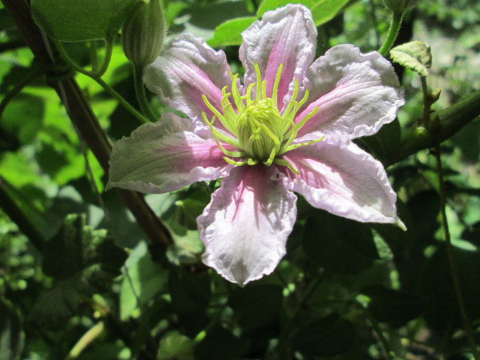 clematis - sfarsit de mai 2013